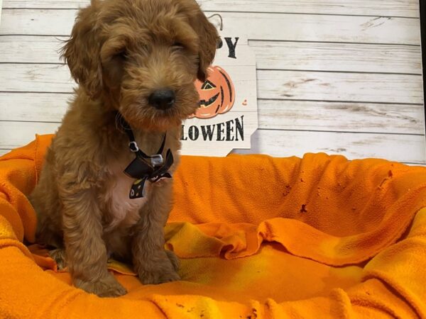 Goldendoodle Mini 2nd Gen-DOG-Male-Red-21282-Petland Batavia, Illinois