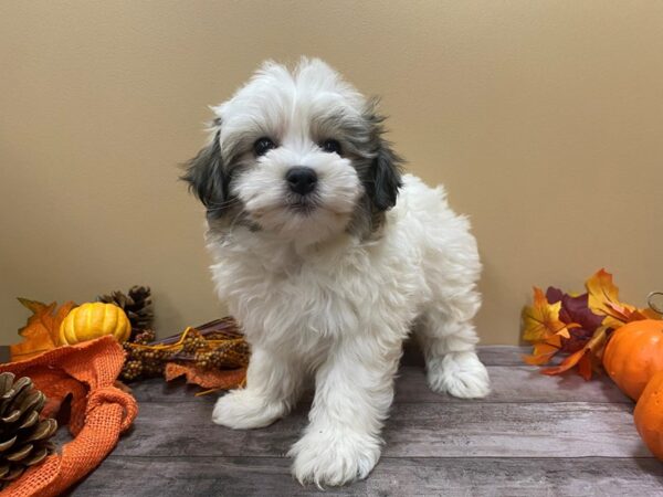 Havachon DOG Female White, Brindle Markings 21055 Petland Batavia, Illinois