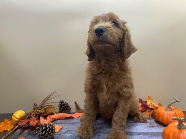 Goldendoodle DOG Female Red 21053 Petland Batavia, Illinois