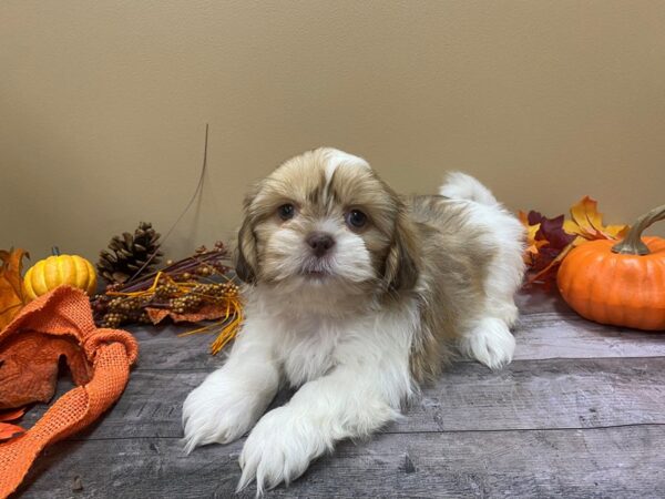 Shih Tzu DOG Female Gold and White 21051 Petland Batavia, Illinois