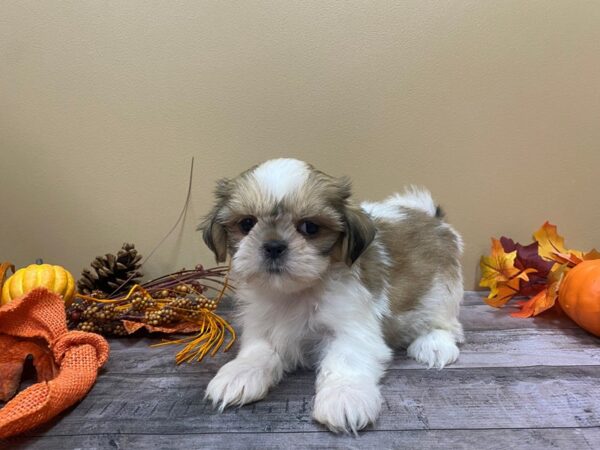 Shih Tzu-DOG-Female-Gold and White-21052-Petland Batavia, Illinois