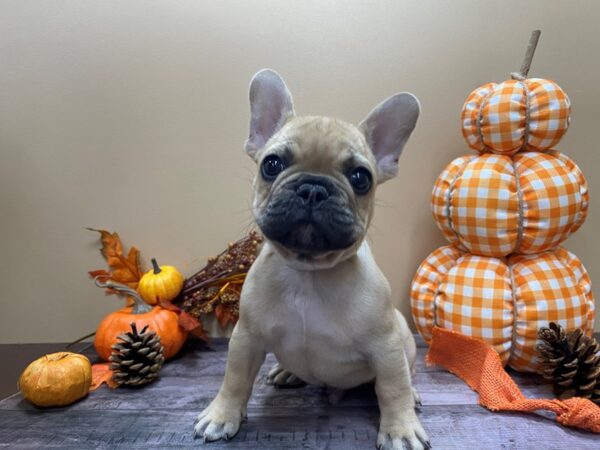 French Bulldog DOG Male Fawn, Black Mask 21059 Petland Batavia, Illinois