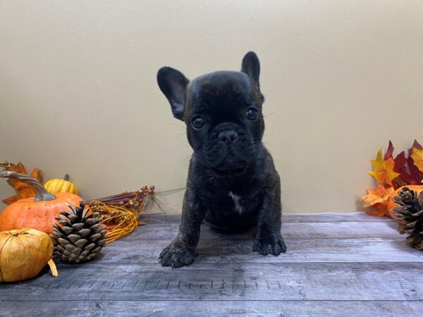 French Bulldog DOG Male Black Brindle 21058 Petland Batavia, Illinois