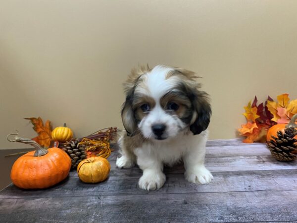 Teddy Bear DOG Male Gold and White 21056 Petland Batavia, Illinois