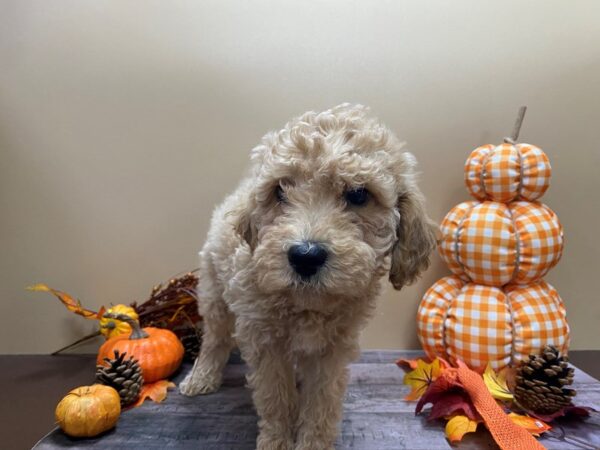 Goldendoodle Mini 2nd Gen-DOG-Male-Cream-21049-Petland Batavia, Illinois