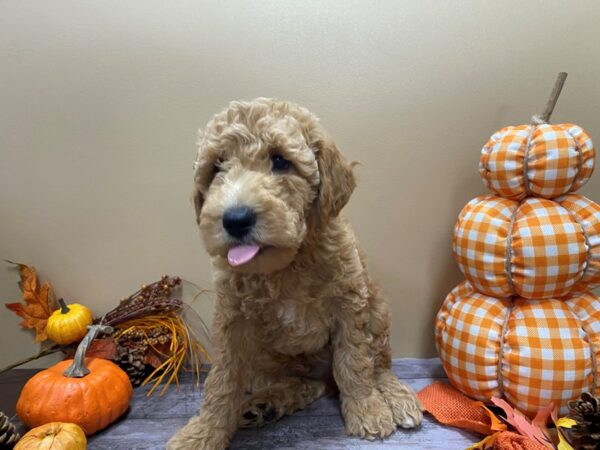 Goldendoodle Mini 2nd Gen-DOG-Male-Cream-21046-Petland Batavia, Illinois