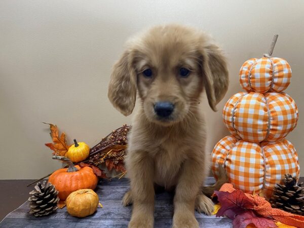 Golden Retriever-DOG-Female-Golden-21050-Petland Batavia, Illinois
