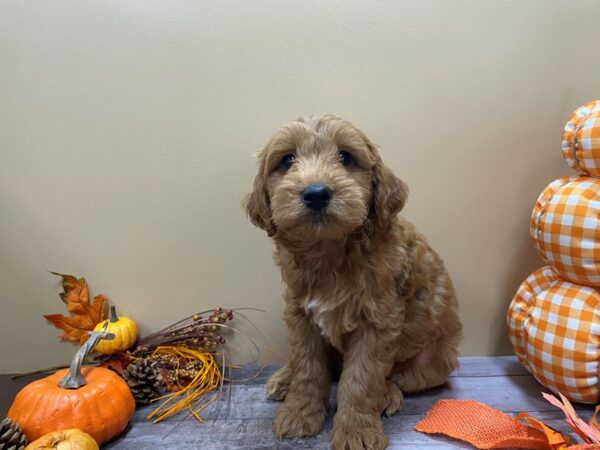 Goldendoodle Mini 2nd Gen-DOG-Male-Cream-21048-Petland Batavia, Illinois