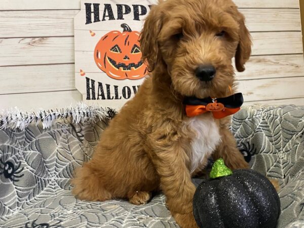 Goldendoodle Mini 2nd Gen DOG Male Red 21281 Petland Batavia, Illinois
