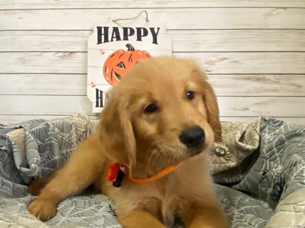 Golden Retriever DOG Male Golden 21286 Petland Batavia, Illinois