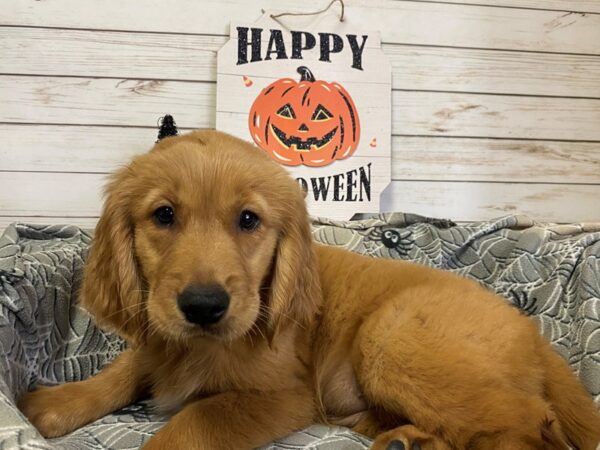 Golden Retriever-DOG-Female-Golden-21285-Petland Batavia, Illinois