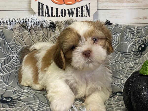 Shih Tzu-DOG-Male-Gold and White-21288-Petland Batavia, Illinois