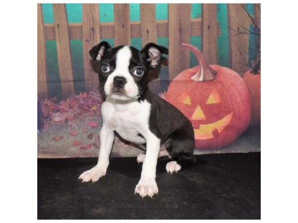 Boston Terrier DOG Male Black / White 21061 Petland Batavia, Illinois