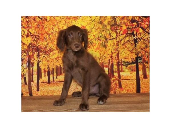 Aussiedoodle-DOG-Female-Chocolate-21065-Petland Batavia, Illinois