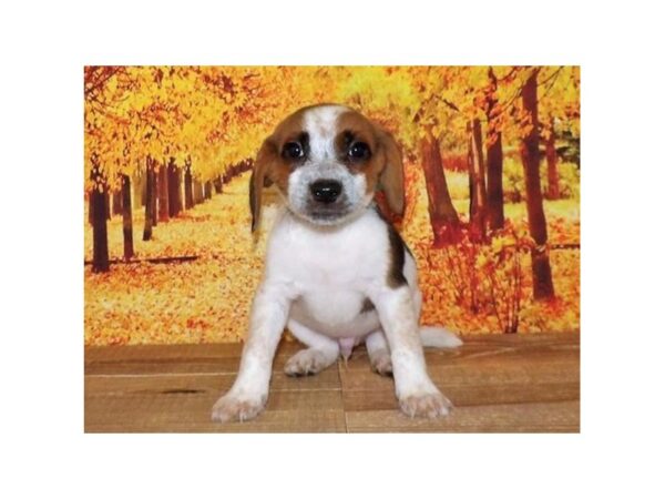 Beagle DOG Male Black White / Tan 21060 Petland Batavia, Illinois