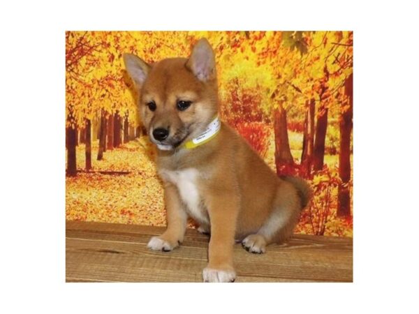 Shiba Inu DOG Male Red Sesame 21063 Petland Batavia, Illinois