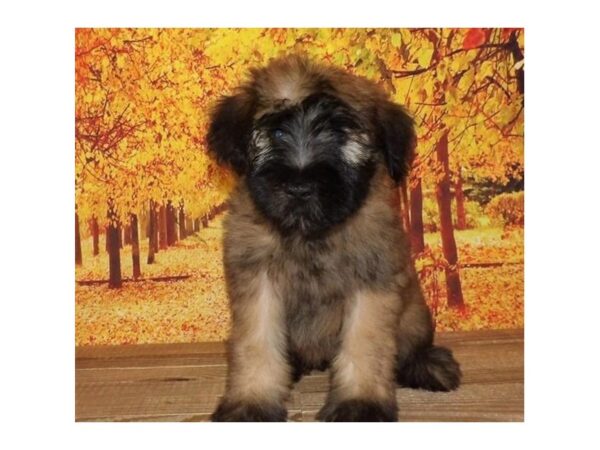 Soft Coated Wheaten Terrier-DOG-Female-Wheaten-21350-Petland Batavia, Illinois