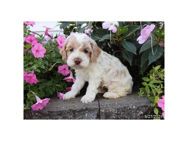 Cock A Poo-DOG-Female-Buff / White-21303-Petland Batavia, Illinois
