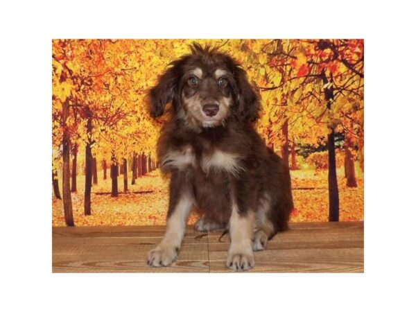 Aussiedoodle-DOG-Male-Chocolate / Tan-21308-Petland Batavia, Illinois