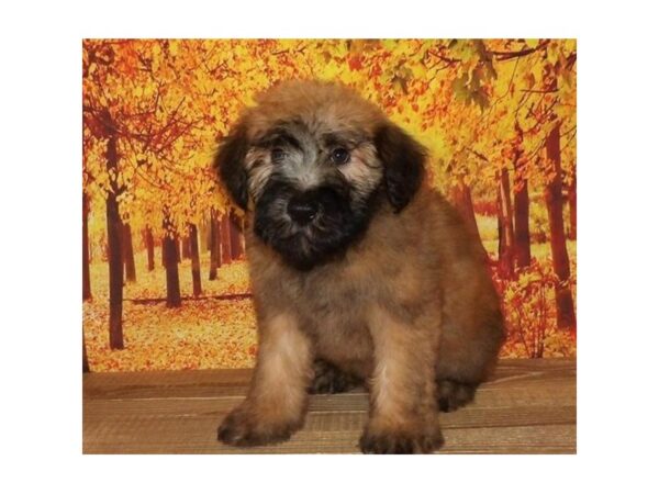 Soft Coated Wheaten Terrier-DOG-Female-Wheaten-13127-Petland Batavia, Illinois