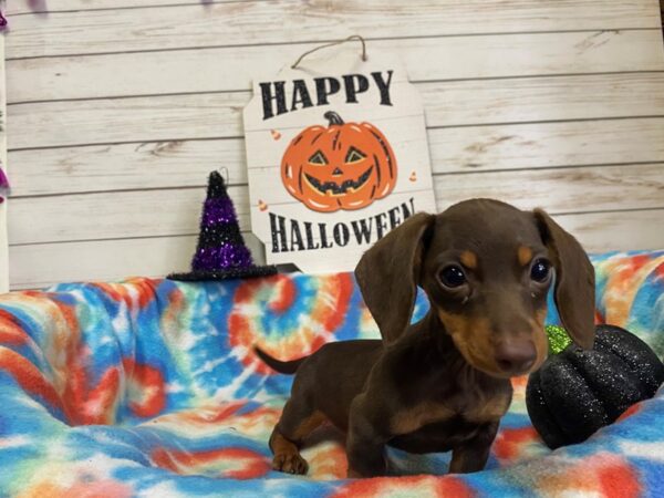 Dachshund DOG Female Chocolate / Tan 21306 Petland Batavia, Illinois