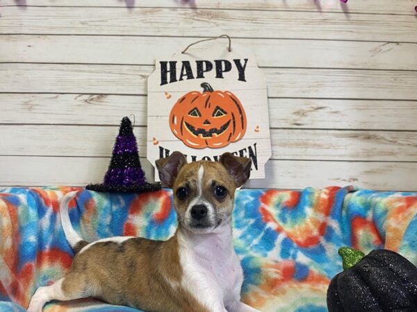 Chihuahua DOG Female Brindle / White 21305 Petland Batavia, Illinois