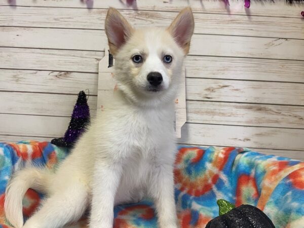 Pomsky DOG Female White 21304 Petland Batavia, Illinois