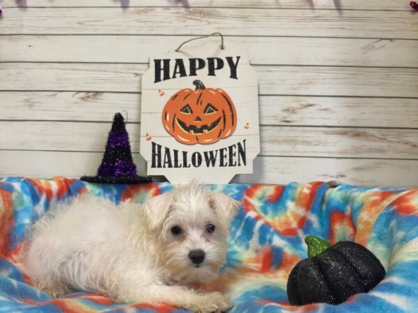 Miniature Schnoodle-DOG-Female-Cream-21302-Petland Batavia, Illinois