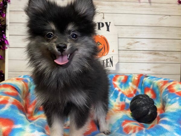 Pomeranian DOG Male Black / Tan 21301 Petland Batavia, Illinois