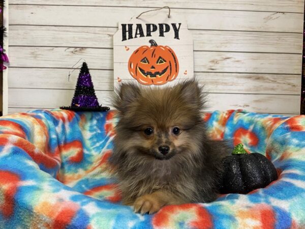 Pomeranian DOG Male Black Sable 21300 Petland Batavia, Illinois