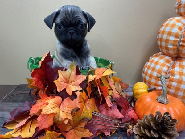 Pug DOG Male Fawn, Black Mask 21080 Petland Batavia, Illinois