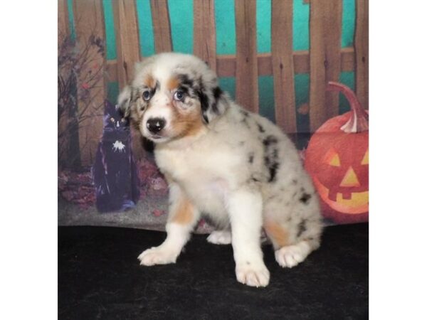 Australian Shepherd DOG Female Blue Merle 13114 Petland Batavia, Illinois