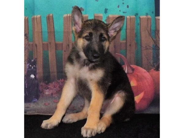 German Shepherd Dog DOG Female Black / Tan 13118 Petland Batavia, Illinois