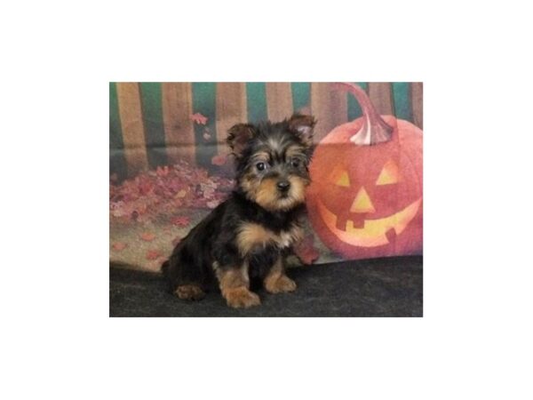 Silky Terrier DOG Female Black / Tan 13116 Petland Batavia, Illinois