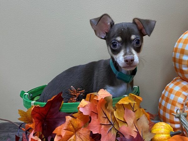 Chihuahua-DOG-Male-Chocolate / Tan-13124-Petland Batavia, Illinois