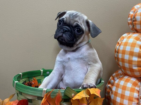 Pug-DOG-Male-Fawn, Black Mask-13121-Petland Batavia, Illinois