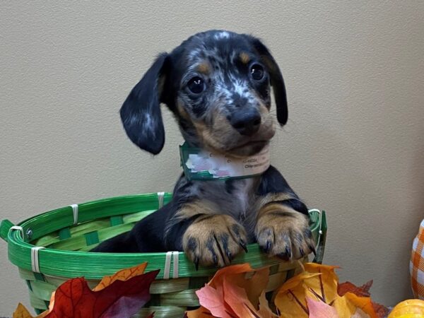 Dachshund DOG Male Silver Dapple 13122 Petland Batavia, Illinois