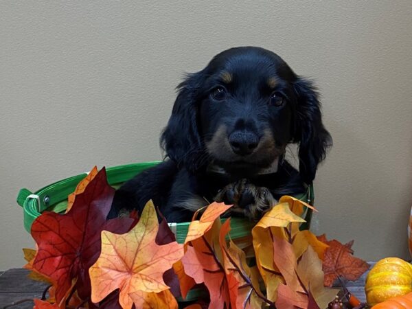 Dachshund DOG Male Black White / Silver 21321 Petland Batavia, Illinois