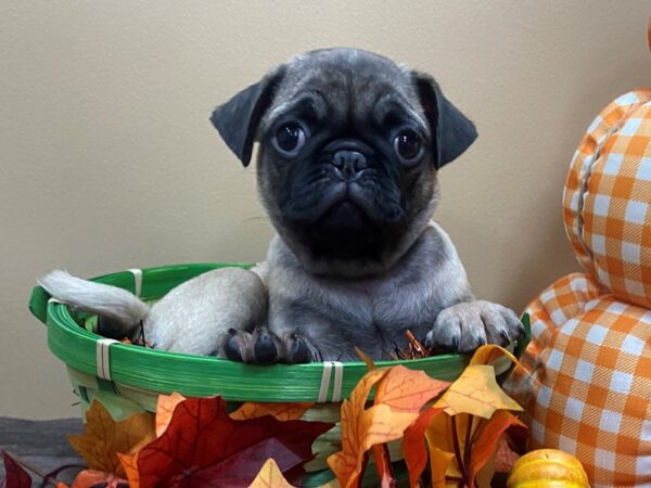 Pug DOG Male Fawn, Black Mask 21320 Petland Batavia, Illinois