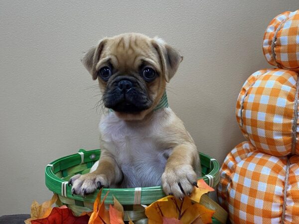 Puggle-DOG-Female-Fawn Sable, Black Mask-21319-Petland Batavia, Illinois