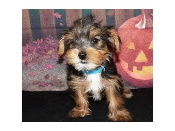 Yorkshire Terrier DOG Male Black / Tan 21313 Petland Batavia, Illinois