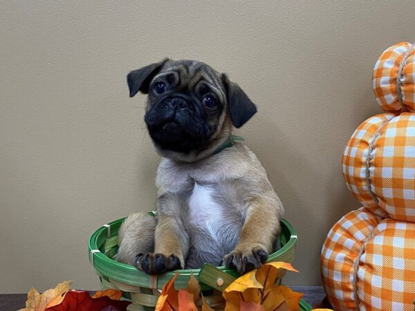 Puggle-DOG-Male-Fawn Sable-21078-Petland Batavia, Illinois