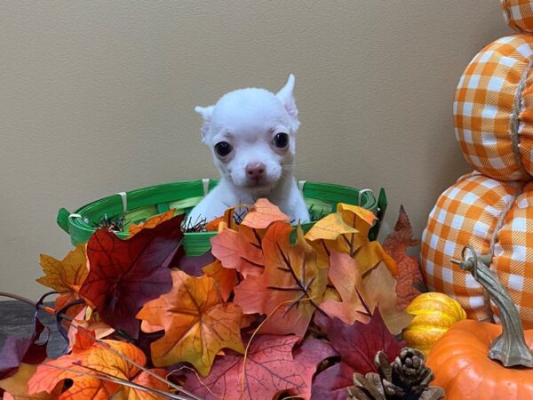 Chihuahua DOG Male Cream Sable 21069 Petland Batavia, Illinois