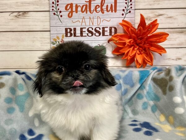 Pekingese-DOG-Male-Dark Sable-21315-Petland Batavia, Illinois