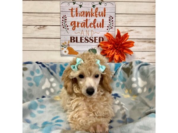 Poodle Toy-DOG-Female-Apricot-21316-Petland Batavia, Illinois