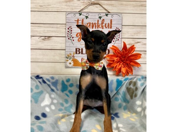 Miniature Pinscher DOG Female Black / Rust 21314 Petland Batavia, Illinois