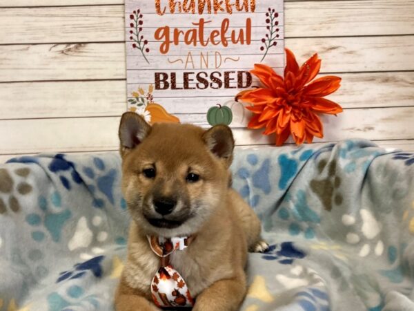 Shiba Inu DOG Male Red 21317 Petland Batavia, Illinois