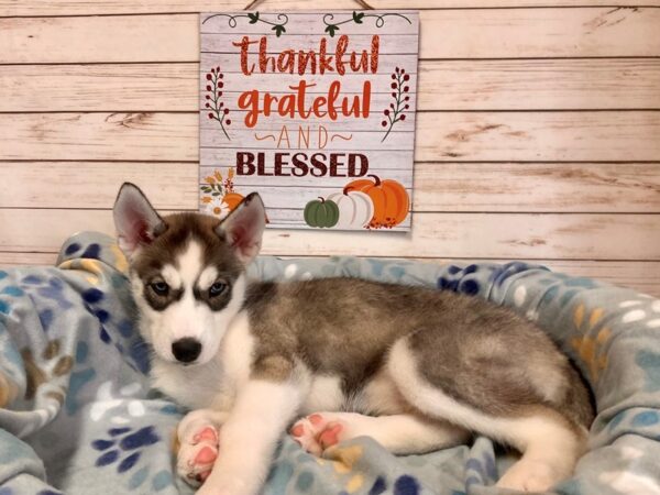 Siberian Husky-DOG-Female-Gray / White-21318-Petland Batavia, Illinois