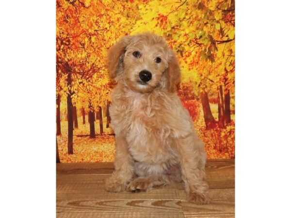 Aussiedoodle Mini 2nd Generation DOG Female Apricot 13128 Petland Batavia, Illinois