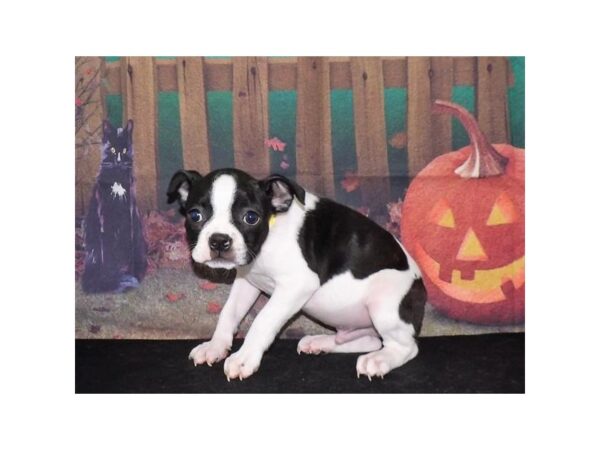 Boston Terrier DOG Male Black / White 13126 Petland Batavia, Illinois